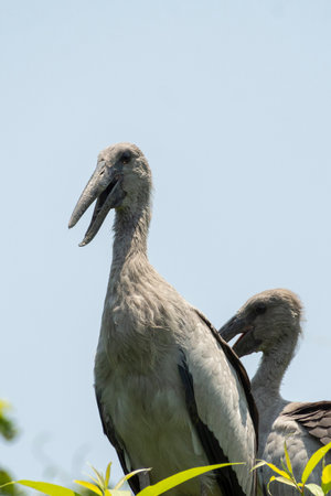Asian Openbill at Ranganathittu Bird Sanctuary, Srirangapatna, Karnatakaの写真素材