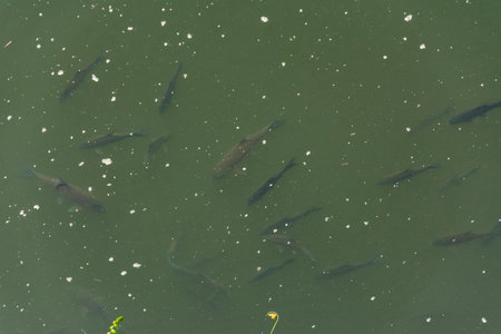 Fish in water at Ranganathittu Bird Sanctuary, Srirangapatna, Karnatakaの写真素材