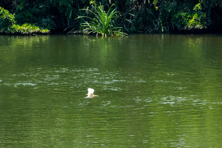 egret at Ranganathittu Bird Sanctuary, Srirangapatna, Karnatakaの写真素材