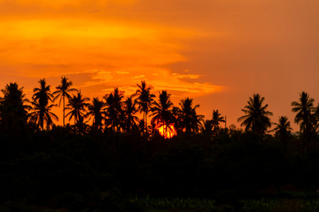Sunset seen with coconut trees silhouetteの写真素材