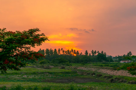 Sunset seen with coconut trees silhouetteの写真素材
