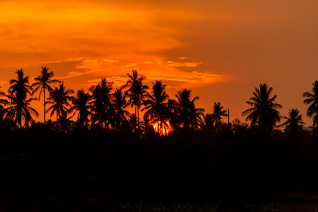 Sunset seen with coconut trees silhouetteの写真素材