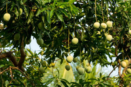 Mango fruit on mango tree at Kerala, South India.の写真素材