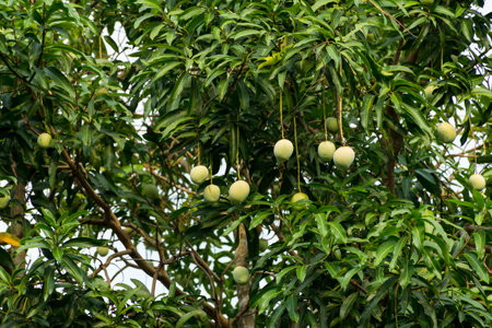 Mango fruit on mango tree at Kerala, South India.の写真素材