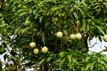 Mango fruit on mango tree at Kerala, South India.の写真素材