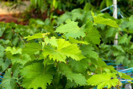 Grapes at Kerala, South India.の写真素材