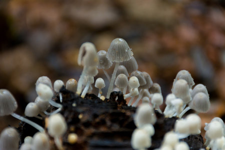 View of Auricularia auricula judae