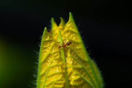 weaver ant on yellow flower