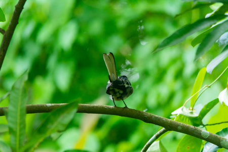 Oriental Magpie Robin sitting aloneの写真素材