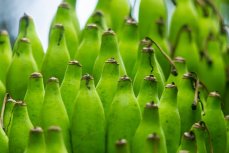 Green banana fruits close up shotの写真素材