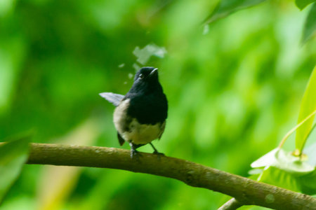 Oriental Magpie Robin sitting aloneの写真素材