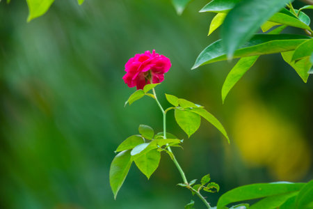 Beautiful Rose flower in green backgroundの写真素材