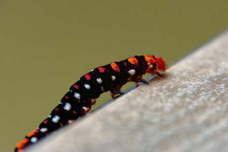 Black and red instar closeup shots
