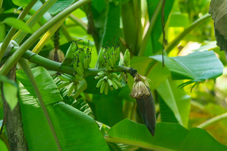 Green banana fruits from Kerala, South Indiaの写真素材