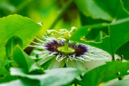 passion fruit flower at Kerala, South Indiaの写真素材