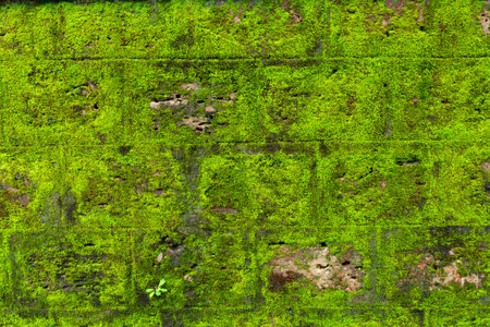 Green payal and flower plant in the fenceの写真素材