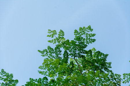 Drumstick tree leaves in blue skyの写真素材