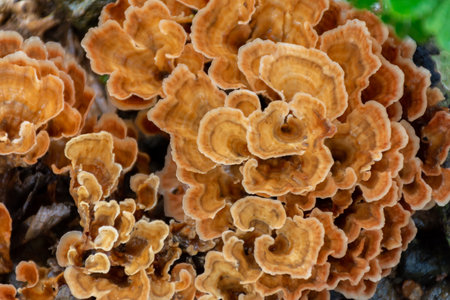 Beautiful image of Auricularia auricula judaeの写真素材