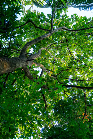 Teak wood in nature low angle image