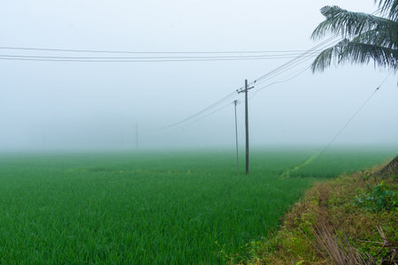 Foggy morning at Farmland, Kerala, South Indiaの写真素材