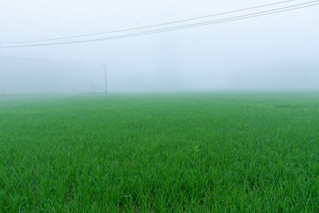 Foggy morning at Farmland, Kerala, South Indiaの写真素材
