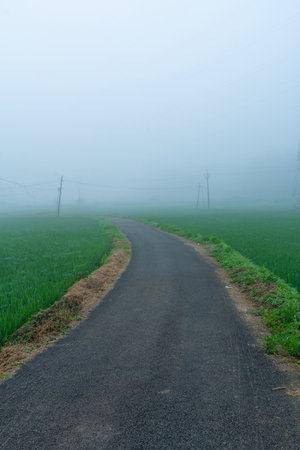 Foggy road at early morning, Keralaの写真素材
