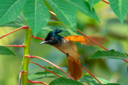 Indian Paradise flycatcher bird in Kerala, South Indiaの写真素材