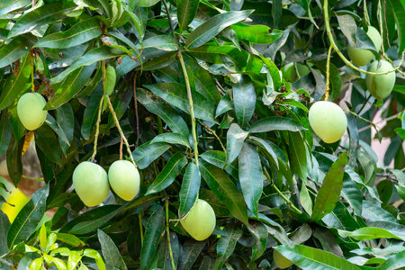 Mango fruit on mango tree at Kerala, South India.の写真素材