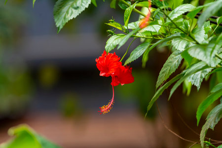 Hibiscus flower at Kerala, South indiaの写真素材