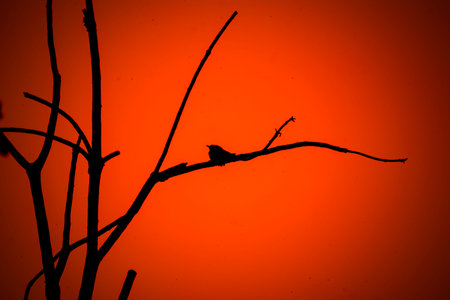 Common tailorbird at Kerala, South Indiaの写真素材