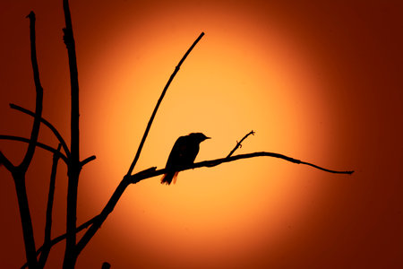 Oriental Magpie Robin  at Kerala, South Indiaの写真素材