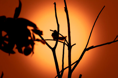 Oriental Magpie Robin  at Kerala, South Indiaの写真素材