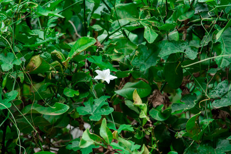 Ivy gourd flower at Keralaの写真素材