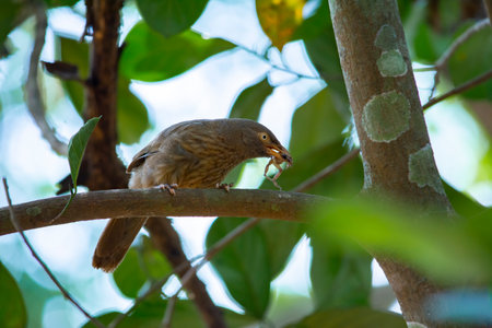 Yellow billed babbler at Kerala, South Indiaの写真素材