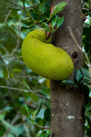 Fresh green Jackfruit ( Artocarpus heterophyllus ) hanging on brunch tree in the garden.Jackfruit...