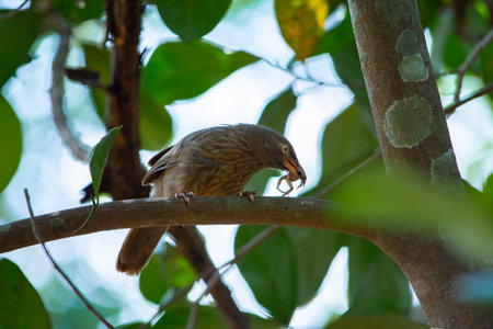 Yellow billed babbler at Kerala, South Indiaの写真素材