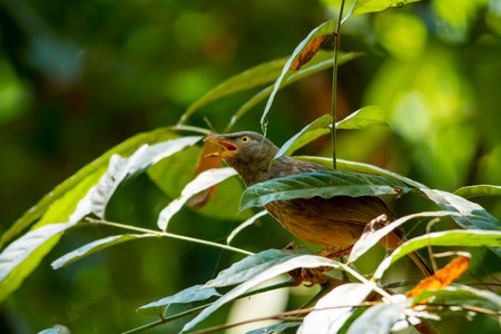Yellow billed babbler at Kerala, South Indiaの写真素材