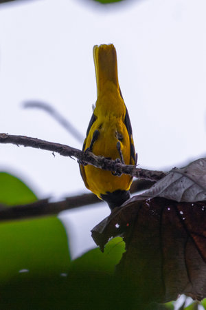 Black hooded oriole bird in Kerala, South India
