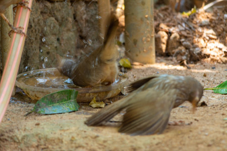 Yellow billed babbler at Kerala, South Indiaの写真素材