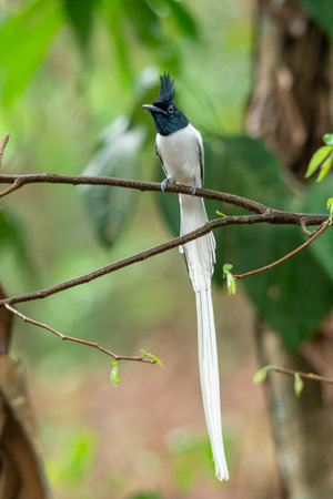 Indian Paradise flycatcher bird in Kerala, South India