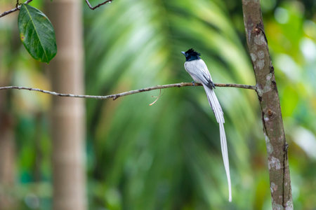 Indian Paradise flycatcher bird in Kerala, South Indiaの写真素材