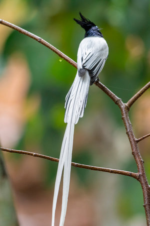 Indian Paradise flycatcher bird in Kerala, South India