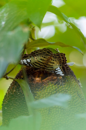 clipper butterfly on jackfruit, beautiful image from Kerala, South India
