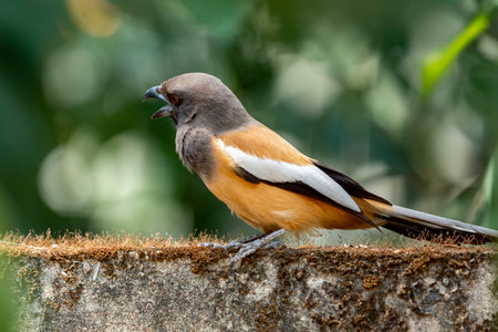 Indian Treepie at Kerala, South Indiaの写真素材