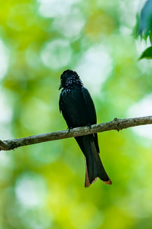Black Drongo at Kerala, South Indiaの写真素材