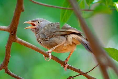 Yellow billed babbler at Kerala, South Indiaの写真素材