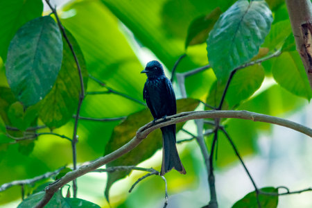 Black Drongo at Kerala, South Indiaの写真素材