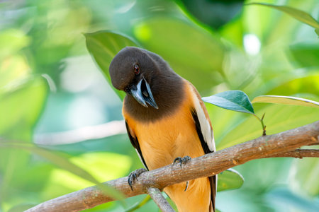 Indian Treepie at Kerala, South India