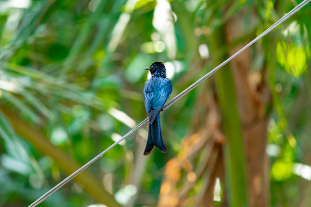 Black Drongo at Kerala, South India