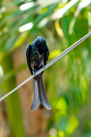 Black Drongo at Kerala, South India